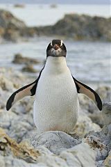 Erect-crested Penguin